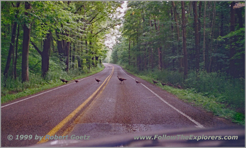 Turkeys on the backroad