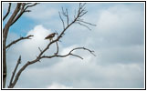Bussard, 247th St, South Dakota