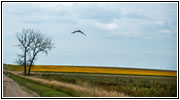 Bussard, 247th St, South Dakota