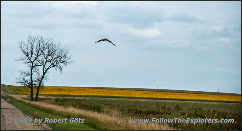 Bussard, 247th St, South Dakota