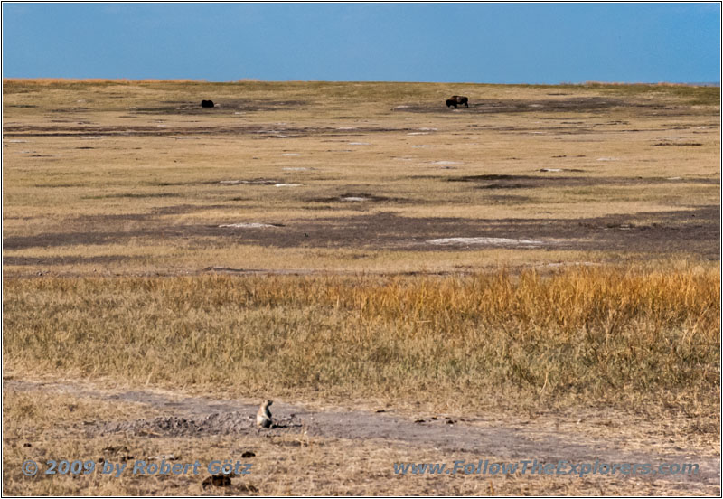 Roberts Prairie Dog Town, Badlands National Park, South Dakota