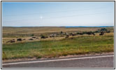 Bison, Highway 44, South Dakota Bison, Highway 44, South Dakota