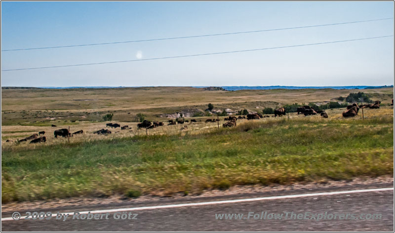 Bison, Highway 44, South Dakota Bison, Highway 44, South Dakota