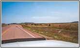 Bison, Highway 385, South Dakota Bison, Highway 385, South Dakota