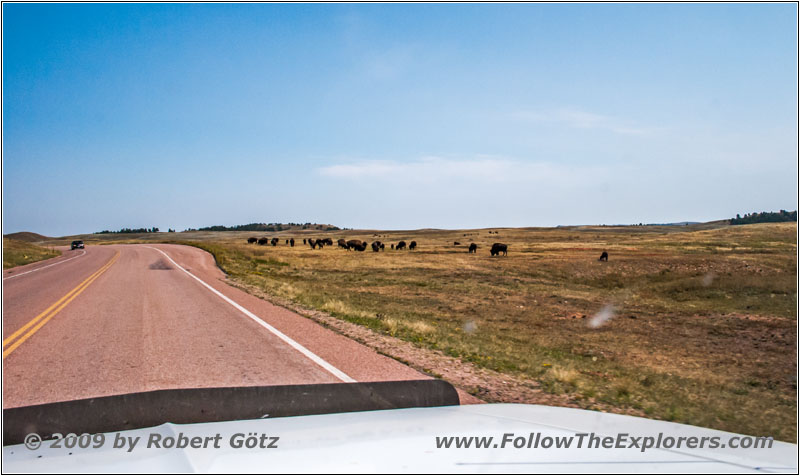 Bison, Highway 385, South Dakota Bison, Highway 385, South Dakota