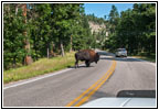 Bison, Highway 16A, Custer State Park, SD Bison, Highway 16A, Custer State Park, SD