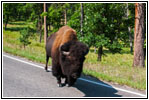 Bison, Highway 16A, Custer State Park, SD Bison, Highway 16A, Custer State Park, SD