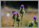 Hummel, Cathedral Spires Trail, Custer State Park, South Dakota