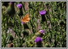 Schmetterling, Cathedral Spires Trail, Custer State Park, South Dakota
