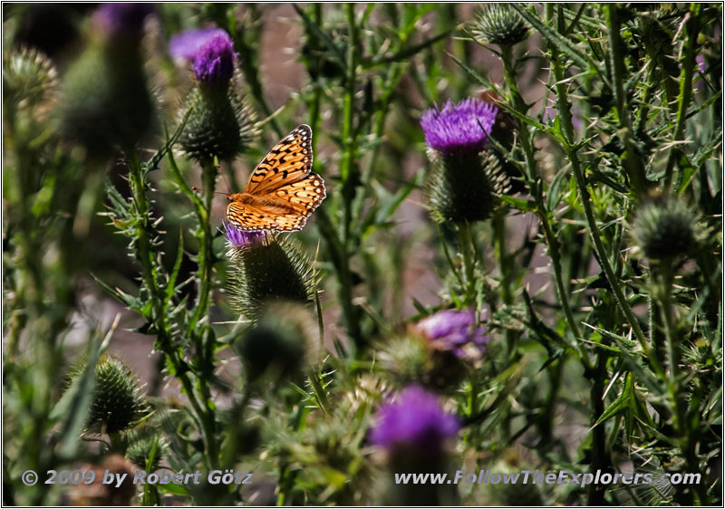 Schmetterling, Cathedral Spires Trail, Custer State Park, South Dakota