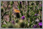 Schmetterling, Cathedral Spires Trail, Custer State Park, South Dakota