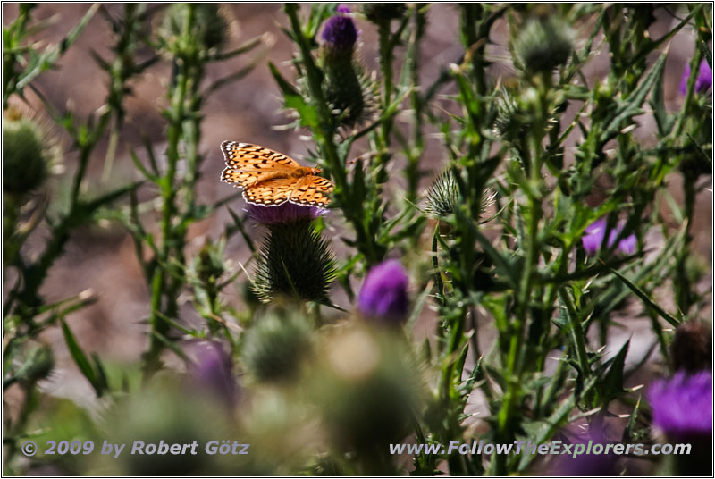 Schmetterling, Cathedral Spires Trail, Custer State Park, South Dakota