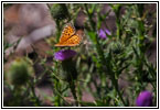 Schmetterling, Cathedral Spires Trail, Custer State Park, South Dakota