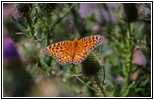 Schmetterling, Cathedral Spires Trail, Custer State Park, South Dakota
