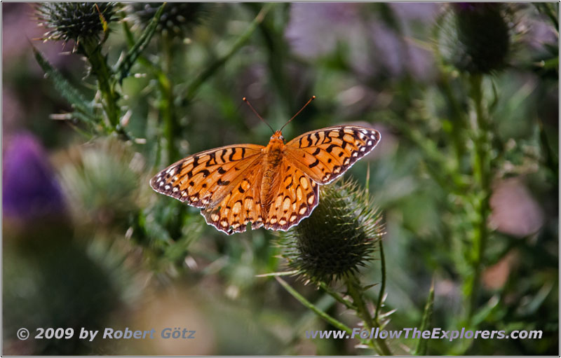 Schmetterling, Cathedral Spires Trail, Custer State Park, South Dakota