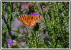 Schmetterling, Cathedral Spires Trail, Custer State Park, South Dakota
