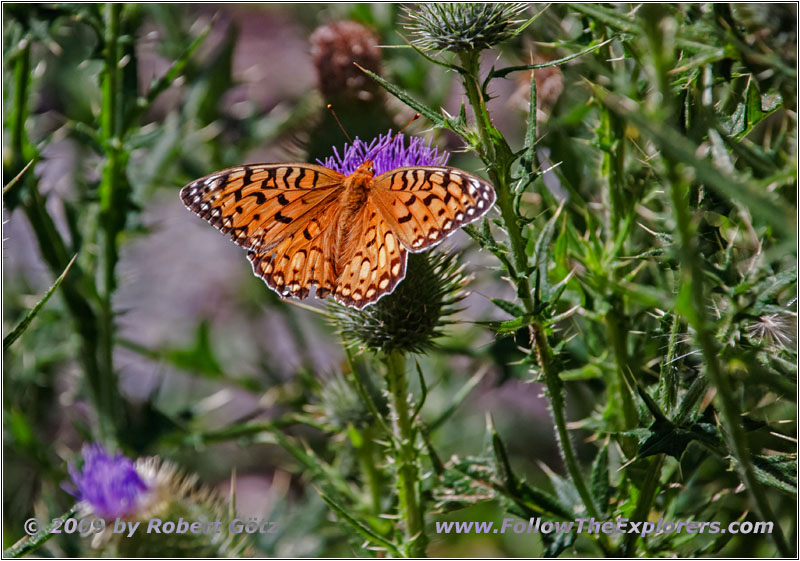Schmetterling, Cathedral Spires Trail, Custer State Park, South Dakota