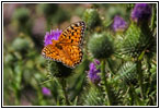 Schmetterling, Cathedral Spires Trail, Custer State Park, South Dakota