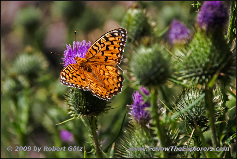 Schmetterling, Cathedral Spires Trail, Custer State Park, South Dakota