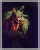 Jewel Cave, South Dakota