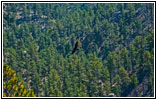 Adler, Hell Canyon Trail, South Dakota