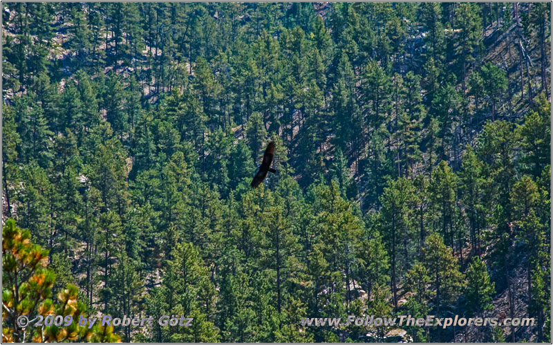 Adler, Hell Canyon Trail, South Dakota