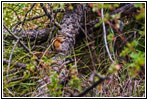Eichhörnchen, Hell Canyon Trail, South Dakota