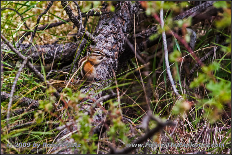 Eichhörnchen, Hell Canyon Trail, South Dakota