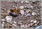Schmetterling, Hell Canyon Trail, South Dakota