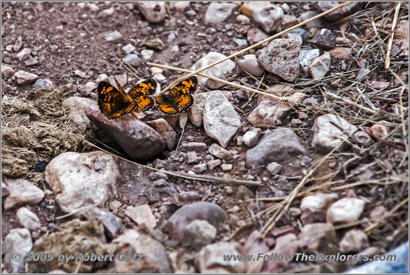 Schmetterling, Hell Canyon Trail, South Dakota