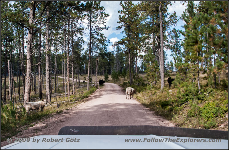 FR284/Custer Limestone Rd, South Dakota