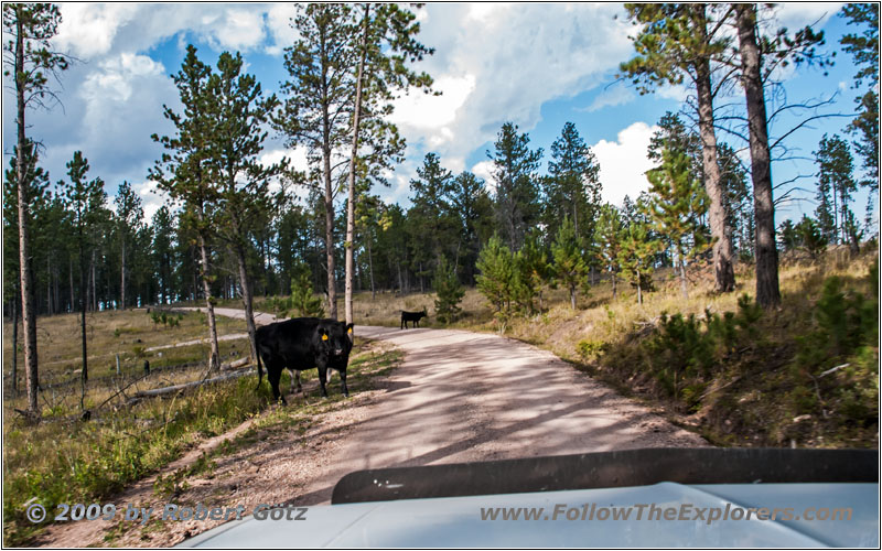 Vieh, FR284/Custer Limestone Rd, South Dakota