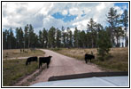 Vieh, FR284/Custer Limestone Rd, South Dakota