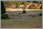Reh, FR117/Boles Canyon Rd, South Dakota