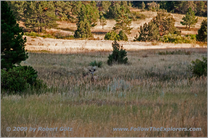 Reh, FR117/Boles Canyon Rd, South Dakota