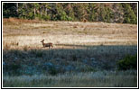 Reh, FR117/Boles Canyon Rd, South Dakota