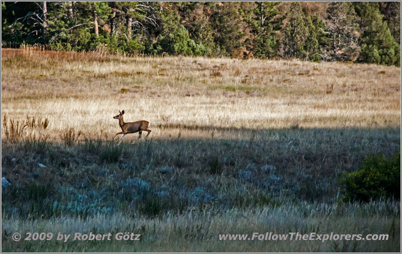 Reh, FR117/Boles Canyon Rd, South Dakota