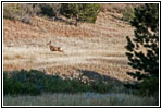 Reh, FR117/Boles Canyon Rd, South Dakota