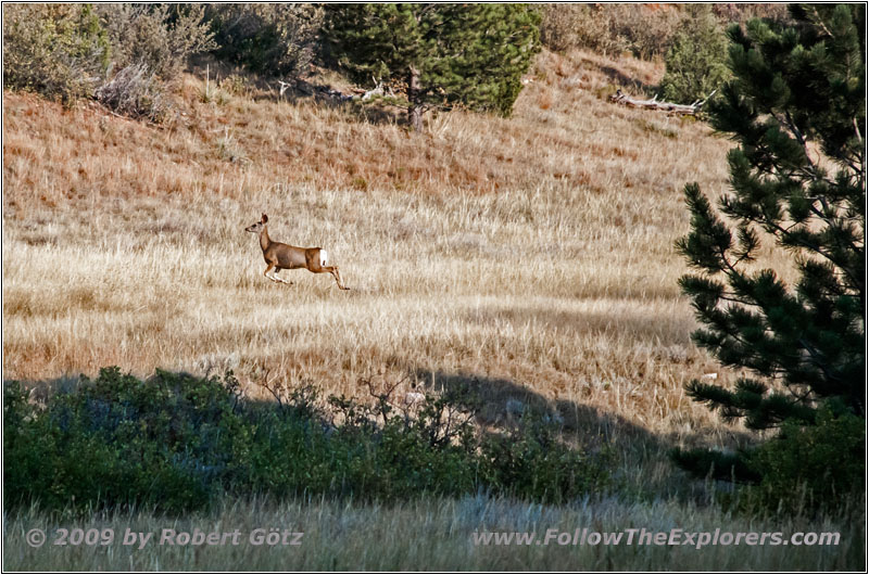 Reh, FR117/Boles Canyon Rd, South Dakota