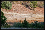 Reh, FR117/Boles Canyon Rd, South Dakota