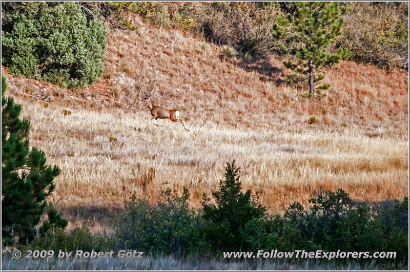 Reh, FR117/Boles Canyon Rd, South Dakota