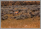 Gabelbock, Echeta Rd, Wyoming Gabelbock, Echeta Rd, Wyoming