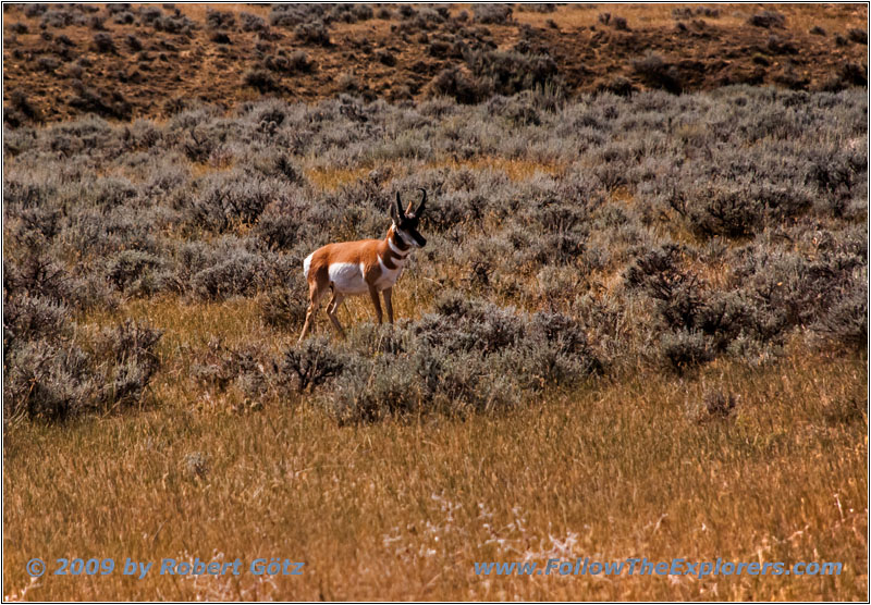 Gabelbock, Echeta Rd, Wyoming Gabelbock, Echeta Rd, Wyoming