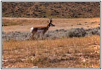 Gabelbock, Echeta Rd, Wyoming Gabelbock, Echeta Rd, Wyoming