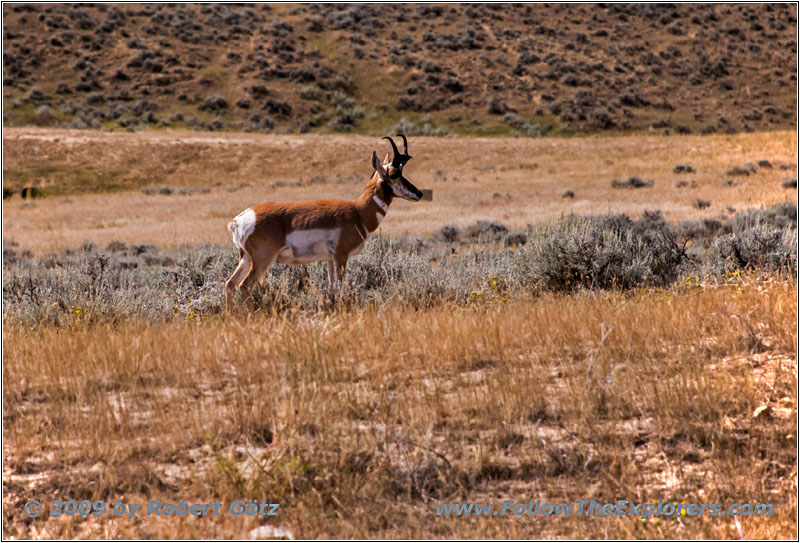 Gabelbock, Echeta Rd, Wyoming Gabelbock, Echeta Rd, Wyoming