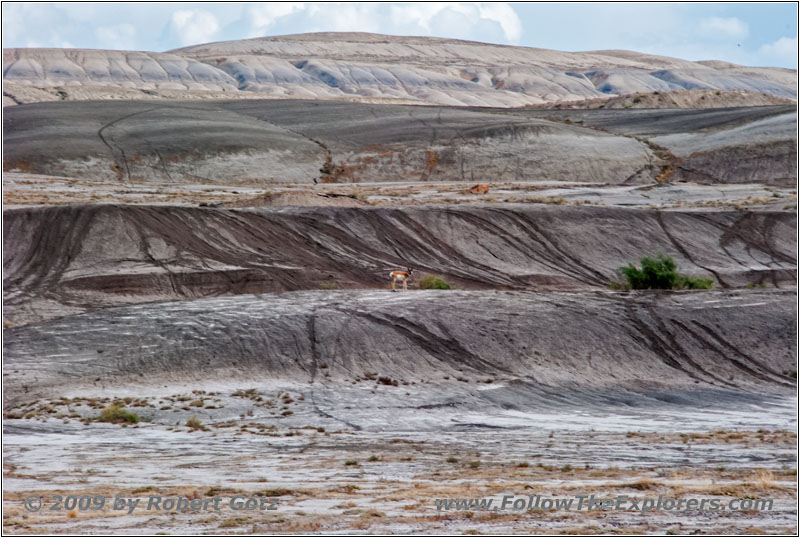 Deer, Rd 28/Basins Garden Rd, WY Deer, Rd 28/Basins Garden Rd, WY