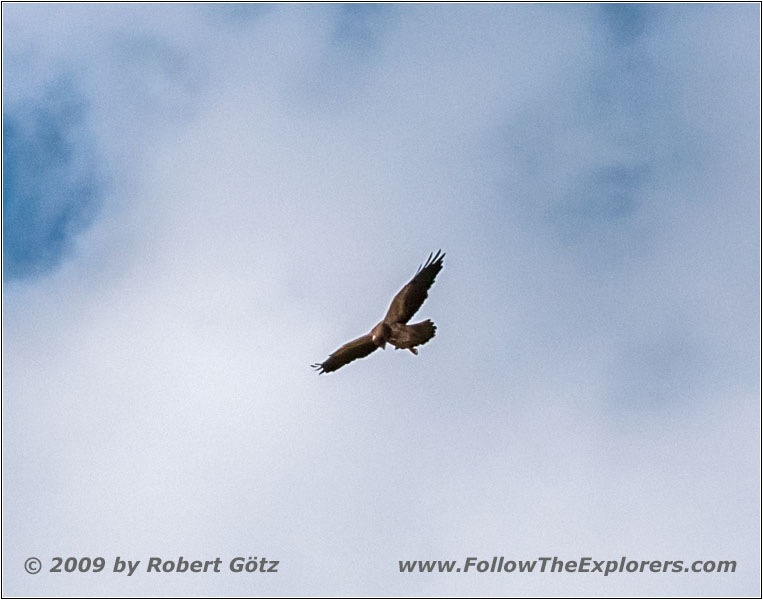 Adler, Union Pass Rd/FR600, Wyoming Adler, Union Pass Rd/FR600, Wyoming