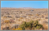 Gabelbock, CR7/Old Stauffer Rd, Wyoming
