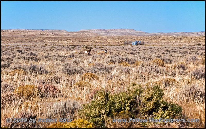 Gabelbock, CR7/Old Stauffer Rd, Wyoming Gabelbock, CR7/Old Stauffer Rd, Wyoming