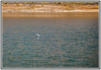 Franklin&rsquo;s Gull, FR123, Flaming Gorge, Green River, WY